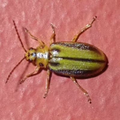 Xanthogaleruca luteola (Elm leaf beetle) at Ainslie, ACT - 18 Jan 2019 by jb2602