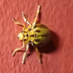 Xanthogaleruca luteola at Ainslie, ACT - 18 Jan 2019