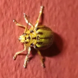 Xanthogaleruca luteola at Ainslie, ACT - 18 Jan 2019