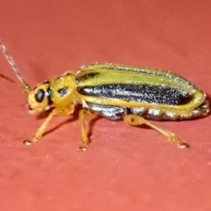 Xanthogaleruca luteola at Ainslie, ACT - 18 Jan 2019 09:47 PM