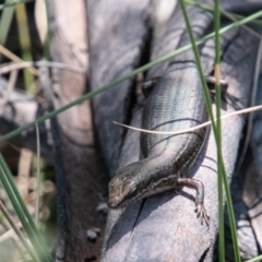 Pseudemoia entrecasteauxii (Woodland Tussock-skink) at Namadgi National Park - 10 Jan 2019 by SWishart