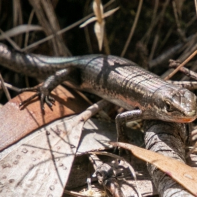 Pseudemoia entrecasteauxii (Woodland Tussock-skink) at Namadgi National Park - 10 Jan 2019 by SWishart