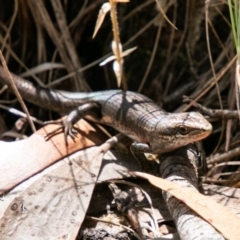 Pseudemoia entrecasteauxii at Booth, ACT - 10 Jan 2019 01:56 PM