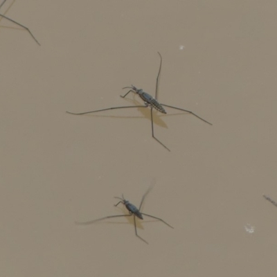 Aquarius antigone (Water strider, pond skater) at Cotter Reserve - 18 Jan 2019 by SandraH