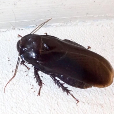 Panesthia australis (Common wood cockroach) at Ainslie, ACT - 18 Jan 2019 by jbromilow50