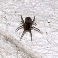 Badumna insignis (Black House Spider) at Ainslie, ACT - 1 Nov 2018 by jbromilow50