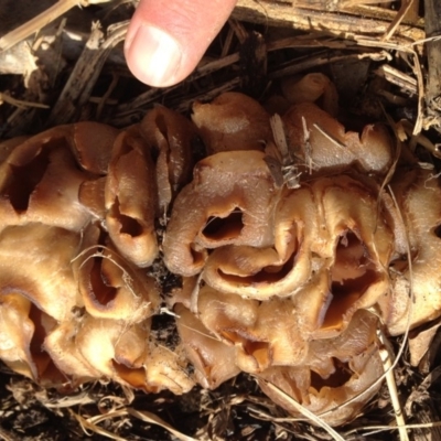 Unidentified Cup or disk - with no 'eggs' at Tanja, NSW - 21 Aug 2018 by RojanJareem