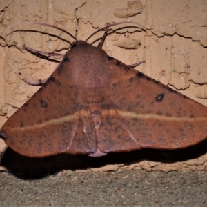 Oenochroma vinaria at Wanniassa, ACT - 19 Jan 2019