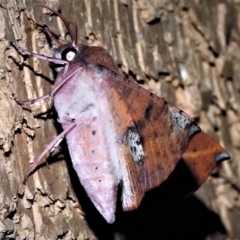 Oenochroma vinaria at Wanniassa, ACT - 19 Jan 2019