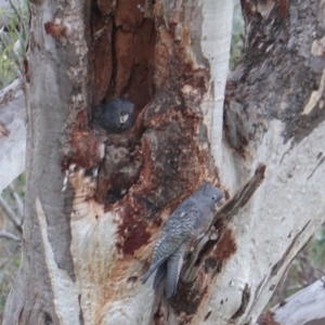 Callocephalon fimbriatum at Deakin, ACT - 19 Jan 2019