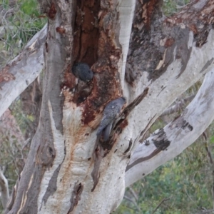 Callocephalon fimbriatum at Deakin, ACT - 19 Jan 2019