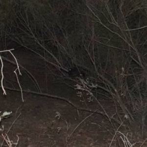 Corcorax melanorhamphos at Deakin, ACT - 19 Jan 2019 08:38 PM