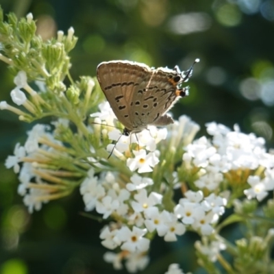 Jalmenus ictinus (Stencilled Hairstreak) at Hughes, ACT - 19 Jan 2019 by JackyF