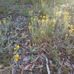 Chrysocephalum apiculatum (Common Everlasting) at Hughes, ACT - 19 Jan 2019 by JackyF