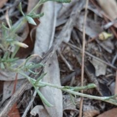 Chrysocephalum apiculatum at Hughes, ACT - 19 Jan 2019 07:50 PM