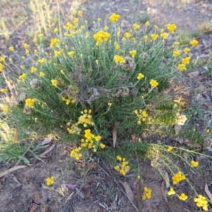 Chrysocephalum semipapposum at Hughes, ACT - 19 Jan 2019 07:49 PM