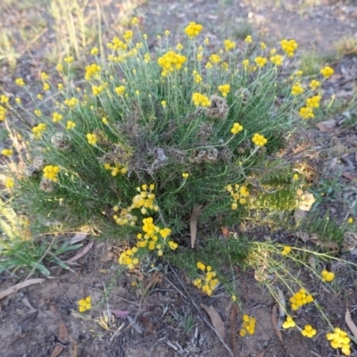 Chrysocephalum semipapposum (Clustered Everlasting) at Federal Golf Course - 19 Jan 2019 by JackyF