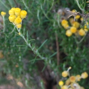 Chrysocephalum semipapposum at Hughes, ACT - 19 Jan 2019 07:49 PM