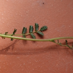 Acaena x ovina at Hughes, ACT - 20 Jan 2019 10:23 AM