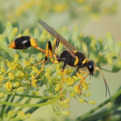 Sceliphron laetum (Common mud dauber wasp) at Point Hut to Tharwa - 19 Jan 2019 by michaelb