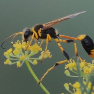 Sceliphron laetum at Paddys River, ACT - 19 Jan 2019 08:16 PM