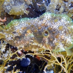 Dolabrifera brazieri (sea hare) at Eden, NSW - 20 Sep 2013 by Seadragon