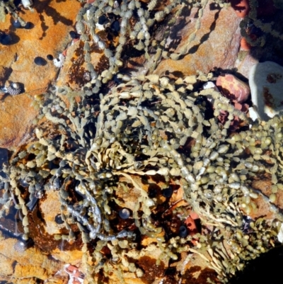 Hormosira banksii (Neptune's Necklace) at Eden, NSW - 21 Sep 2013 by Seadragon