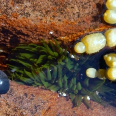 Aulactinia veratra (Anemone) at Eden, NSW - 20 Sep 2013 by Seadragon