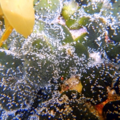 Codium spongiosum at Eden, NSW - 20 Sep 2013 by Seadragon