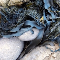 Unidentified Marine Alga & Seaweed at Eden, NSW - 20 Sep 2013 by Seadragon