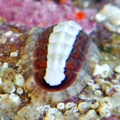 Ischnochiton (Ischnochiton) elongatus (Chiton) at Eden, NSW - 20 Sep 2013 by Seadragon