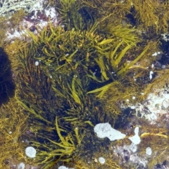 Unidentified Marine Alga & Seaweed at Eden, NSW - 20 Sep 2013 by Seadragon