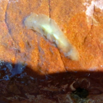 Unidentified other marine invertebrate at Eden, NSW - 20 Sep 2013 by Seadragon