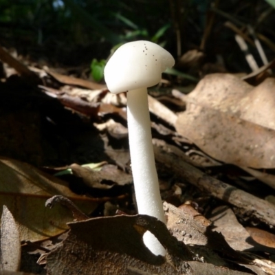 Unidentified at Bermagui, NSW - 29 Mar 2012 by JohnTann