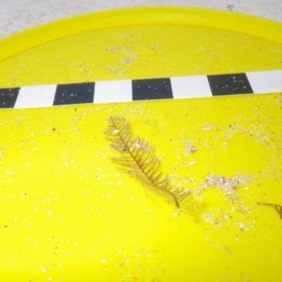 Hydroides sp. at Bermagui, NSW - 30 Mar 2012 by lesleyjensen