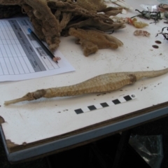 Solegnathus spinosissimus (Spiny Pipehorse) at Bermagui, NSW - 30 Mar 2012 by MichaelMcMaster