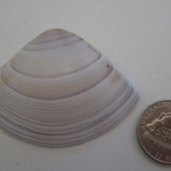 Mactra (Austromactra) rufescens at Bermagui, NSW - 30 Mar 2012 by e.larsen