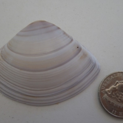Mactra (Austromactra) rufescens at Bermagui, NSW - 30 Mar 2012 by e.larsen