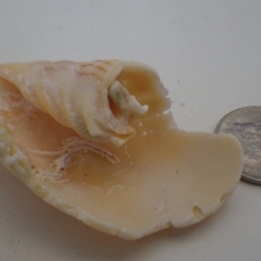 Amoria undulata at Bermagui, NSW - 30 Mar 2012 by e.larsen