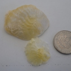 Anomia trigonopsis at Bermagui, NSW - 30 Mar 2012 by e.larsen