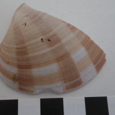 Callista (Notocallista) kingii at Bermagui, NSW - 30 Mar 2012 by e.larsen