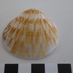 Lioconcha (Lioconcha) castrensis at Bermagui, NSW - 30 Mar 2012 by e.larsen