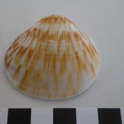 Lioconcha (Lioconcha) castrensis at Bermagui, NSW - 30 Mar 2012 by e.larsen