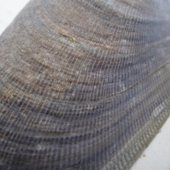 Mytilus edulis at Bermagui, NSW - 30 Mar 2012 by e.larsen