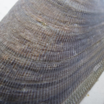 Mytilus edulis at Bermagui, NSW - 30 Mar 2012 by e.larsen