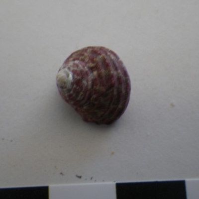 Unidentified Sea Snail or Limpet (Gastropoda) at Bermagui, NSW - 29 Mar 2012 by e.larsen