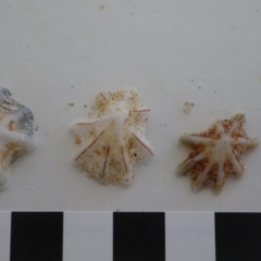 Patelloida alticostata at Bermagui, NSW - 30 Mar 2012 by e.larsen