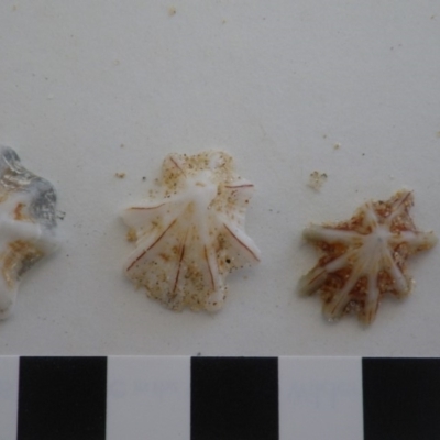 Patelloida alticostata at Bermagui, NSW - 30 Mar 2012 by e.larsen
