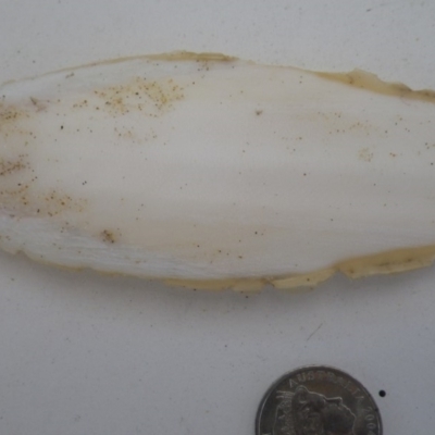Sepia sp. (genus) at Bermagui, NSW - 30 Mar 2012 by e.larsen