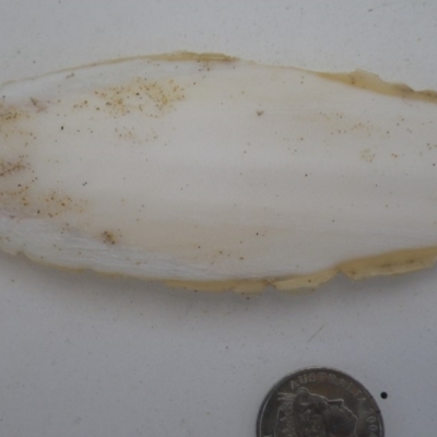 Unidentified Octopuses, Cuttlefish or Squid at Bermagui, NSW - 29 Mar 2012 by e.larsen